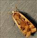 2107 (73.342) Large Yellow Underwing